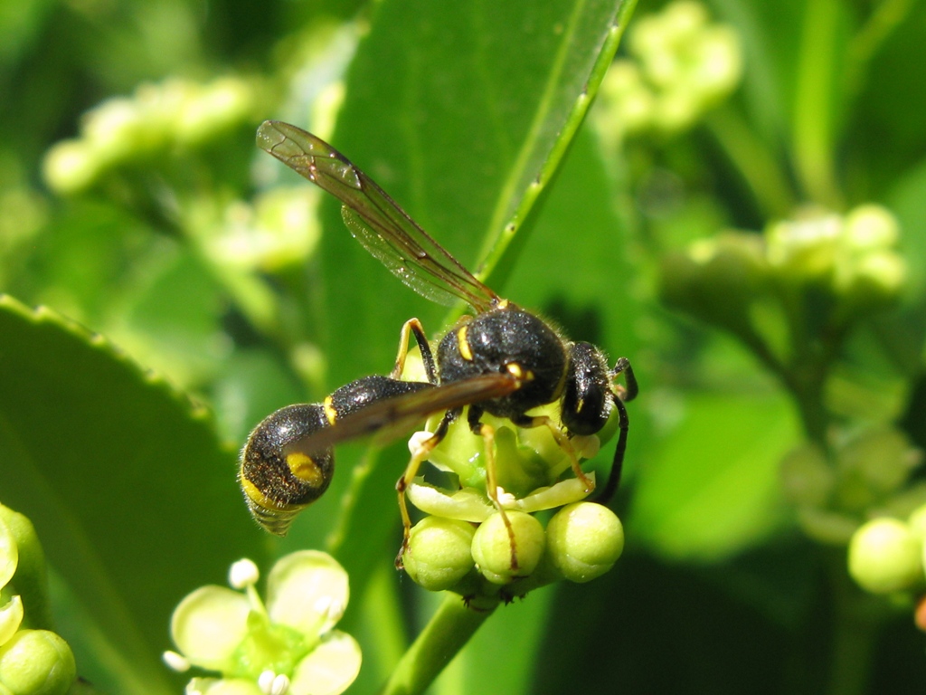 Eumenes papillarius, Vespidae Eumeninae